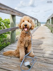 Malibu Blue Waterproof Cloud Dog Leash