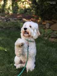 Meadow Green Floral Dog Collar