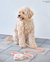 Peach Waterproof Cloud Dog Leash