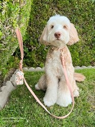 Peach Waterproof Cloud Dog Leash