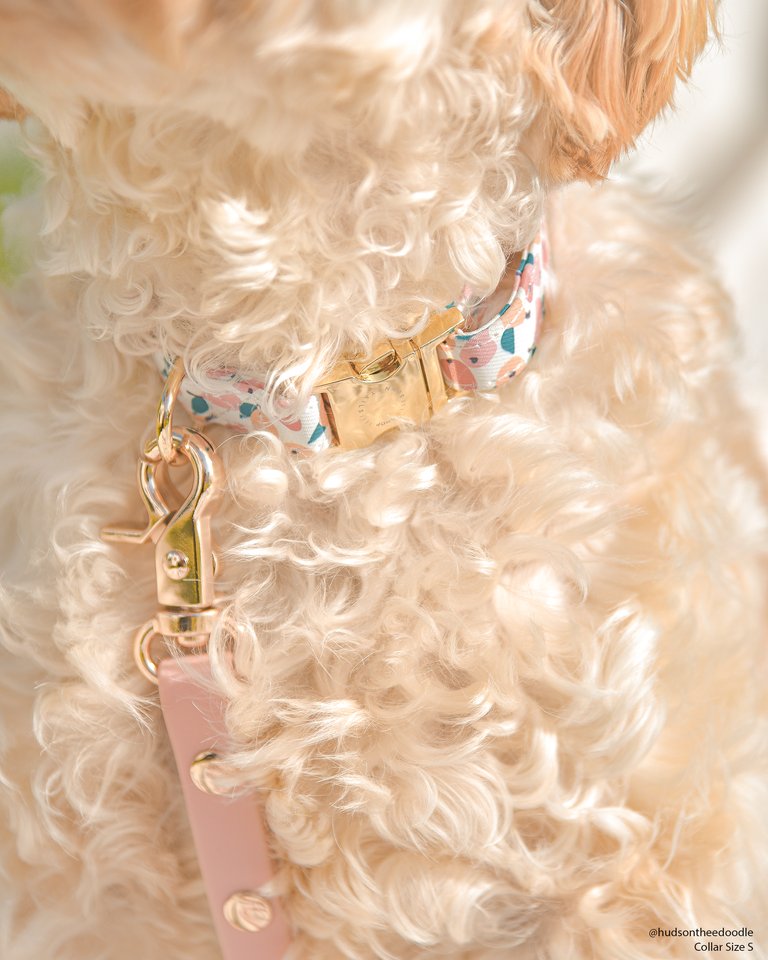 Peaches & Pears Dog Collar