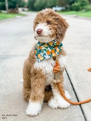 Simply The Zest Oranges Dog Bandana