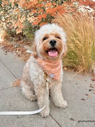 Sunkissed Daisies Dog Bandana