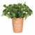 Something Different Dads Herb Garden Plant Pot (Terracotta) (One Size) - Terracotta