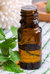 Peppermint Essential Oil