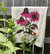 Echinacea Tea Towel - White