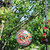Hanging Wild Bird Feeder for Garden 6" Round Fly