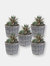 Set of 5 Indoor Poplar Wicker Planters with Plastic Liners