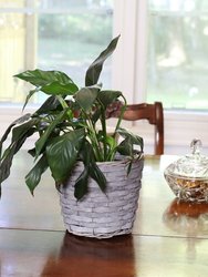 Set of 5 Indoor Poplar Wicker Planters with Plastic Liners