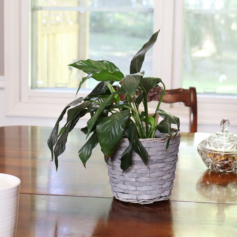 Set of 5 Indoor Poplar Wicker Planters with Plastic Liners