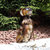 Sitting Dog Rustic Metal Outdoor Yard Art Garden Statue - 14.5"