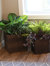 Sunnydaze Square Polyrattan Indoor Planters - 1 Large/1 Small Planter