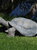 Tanya the Tortoise Indoor Outdoor Garden Statue Yard Lawn Art Decor Flowerbed