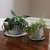 Willow Wicker Coffee Cup Indoor Planters