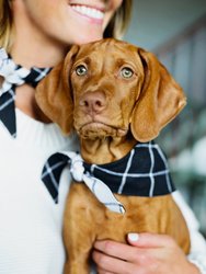 Windowpane Check Black Dog Bandana (Reversible)