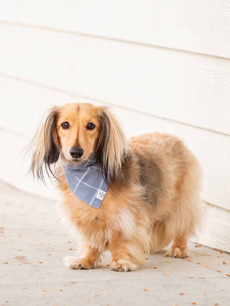 Windowpane Check Dusty Blue Dog Bandana (Reversible)