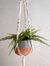 Carrie Plant Hanger