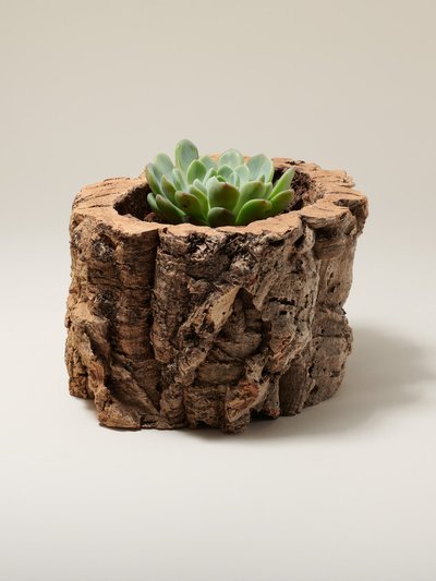 Tiradia Cork Natural Cork Bark Planter product