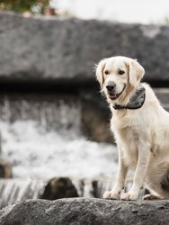 US Army Dog Cooling Bandana