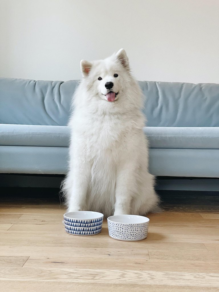 Shibori Printed Dog Bowl