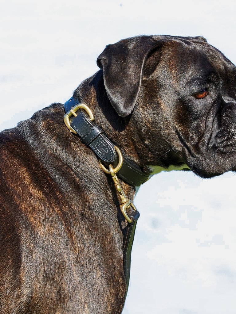 Weatherbeeta Padded Leather Dog Collar (Black) (XS)