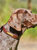 Weatherbeeta Padded Leather Dog Collar (Brown) (XS)