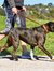 Weatherbeeta Padded Leather Dog Collar (Tan) (L)