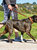 Weatherbeeta Padded Leather Dog Collar (Tan) (XS)