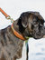 Weatherbeeta Padded Leather Dog Collar (Tan) (XS)