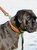 Weatherbeeta Padded Leather Dog Collar (Tan) (XXL)