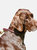 Weatherbeeta Rolled Leather Dog Collar (Brown) (S)