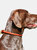 Weatherbeeta Rolled Leather Dog Collar (Tan) (XS)