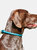 Weatherbeeta Rolled Leather Dog Collar (Teal) (XS)