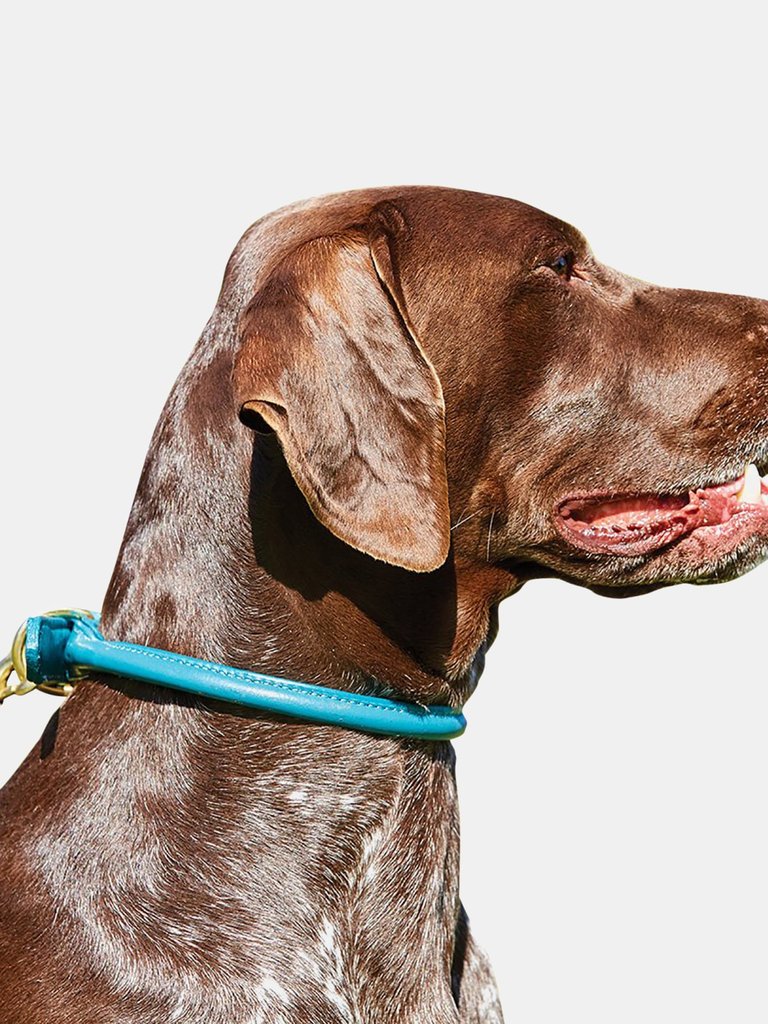 Weatherbeeta Rolled Leather Dog Collar (Teal) (XS)