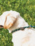 Weatherbeeta Rope Leather Slip Dog Leash (Hunter Green/Brown) (6ft)