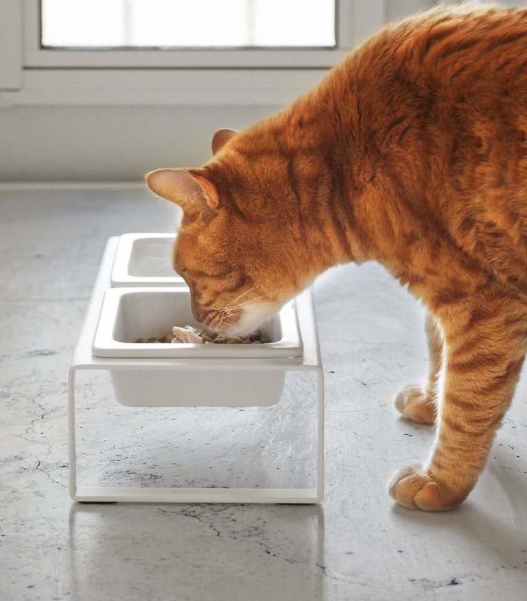 Pet Food Bowl - White